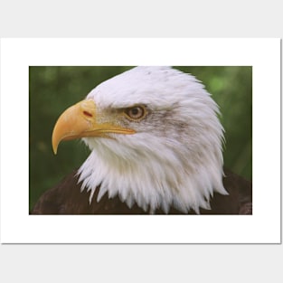 Bald Eagle (Soft) Posters and Art